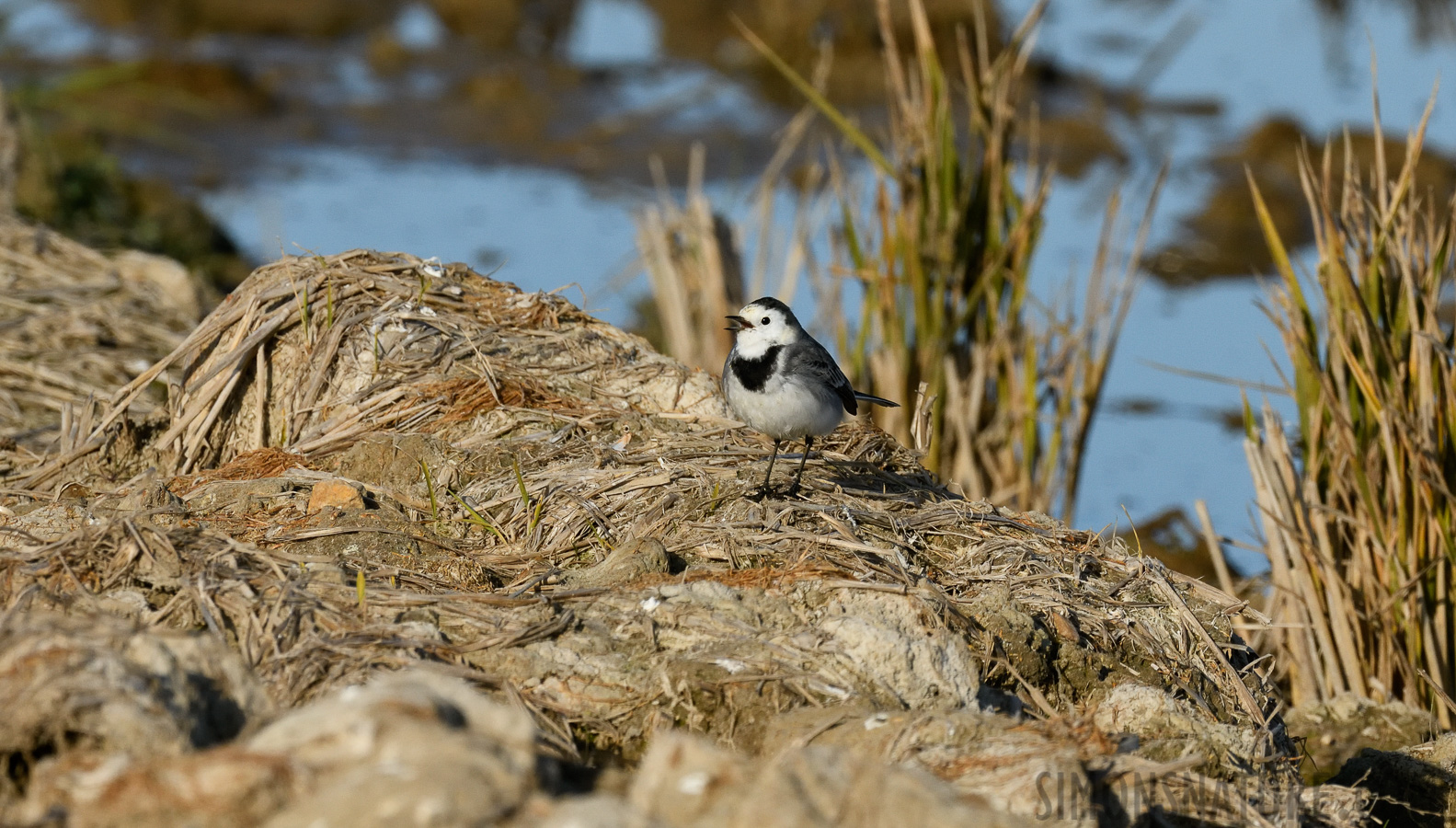 Motacilla alba alba [400 mm, 1/1600 Sek. bei f / 11, ISO 1000]